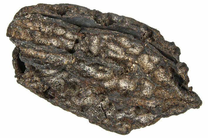 Pliocene Fossil Butternut Tree (Juglans) Nut - France #365384